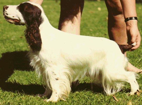 liver and white english cocker spaniel