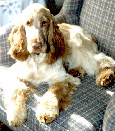 lemon and white english cocker spaniel