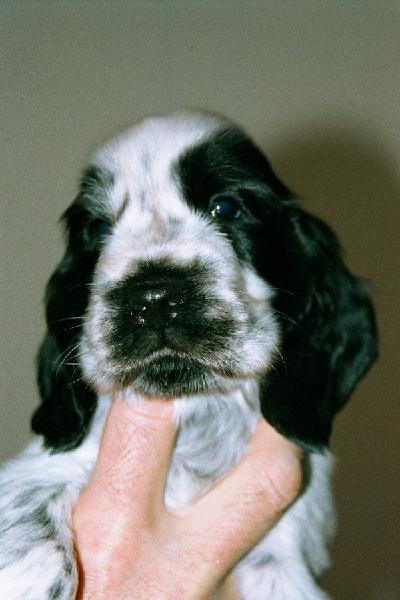 Head at 4 wks