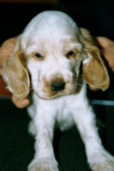 Head at 4 wks
